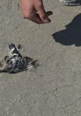 Tuz Gölü’nde Yüzlerce Flamingo Ölü Olarak Bulundu