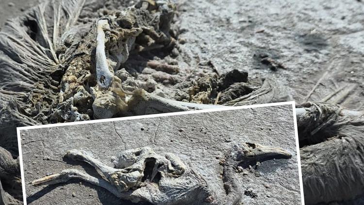 Üç ilin sınırları içindeki gölde korkunç manzara: Tam 2 bin yavru… Ekipler inceleme başlattı