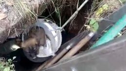 Üstü açık bırakılan su kuyusuna düşen 4 yavru köpek kurtarıldı