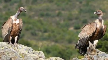 Vahşi Yaşamın Temsilcileri: Afyonkarahisar’da Fotokapanlarla İzleniyorlar