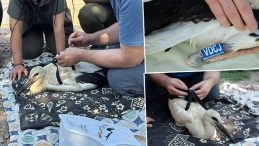 Yaren Leylek'in Yavruları Halkalandı: Göç Yolculukları Takip Ediliyor