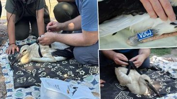 Yaren Leylek'in Yavruları Halkalandı: G&ouml;&ccedil; Yolculukları Takip Ediliyor