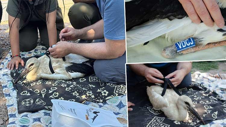Yaren Leylek'in Yavruları Halkalandı: Göç Yolculukları Takip Ediliyor