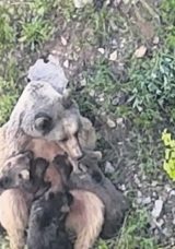 Yavrularını Emziren Anne Ayı Gülümsetti