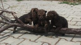 Yaylada Bitkin Halde Bulunan Kurt Yavruları Tedavi Ediliyor