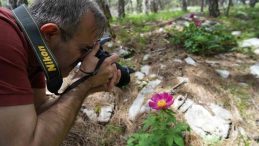 Yılda 10 Gün Açan Şakayıkların Cezası Dudak Uçuklatıyor