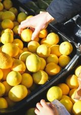 1 Kilo Limon Ka&ccedil; Adet Eder? 1 Kg Limon Ka&ccedil; Tane Gelir?
