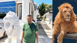 1 kişi yaralanmıştı… Aslanın sahibi konuştu: Saldırdığı kişide iyi ki battaniye varmış