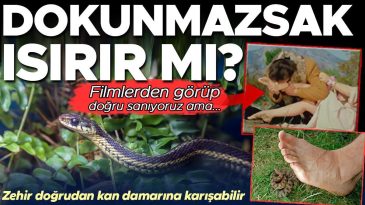 10 SORUDA YILAN DOSYASI | Dokunmazsak ısırır mı? Zehirin emilerek &ccedil;ıkarılması doğru bir hamle mi?