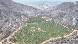11 Kasım’da Gelin Hep Birlikte Ağaç Dikelim