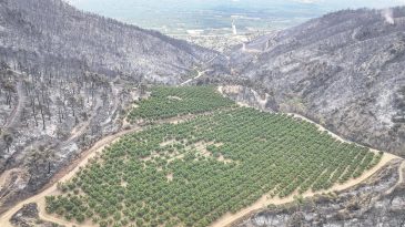 11 Kasım&rsquo;da Gelin Hep Birlikte Ağa&ccedil; Dikelim