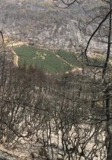 110 Hektarlık Yangın B&ouml;lgesinde Şaşkınlık Yaratan G&ouml;r&uuml;nt&uuml;: D&ouml;rt Bir Yanı K&uuml;le D&ouml;nen Meyve Bah&ccedil;esi Sapasağlam Kaldı