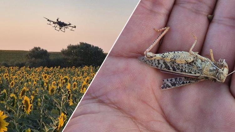 15 Gün Önce Başladı, Resmen İstila Etti… Tekirdağ'da Popülasyonu Hızla Arttı