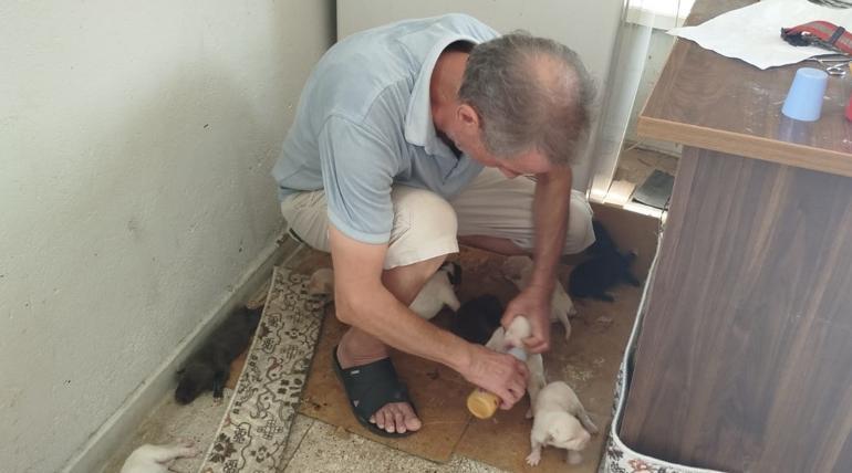 Köpeğin yavruları