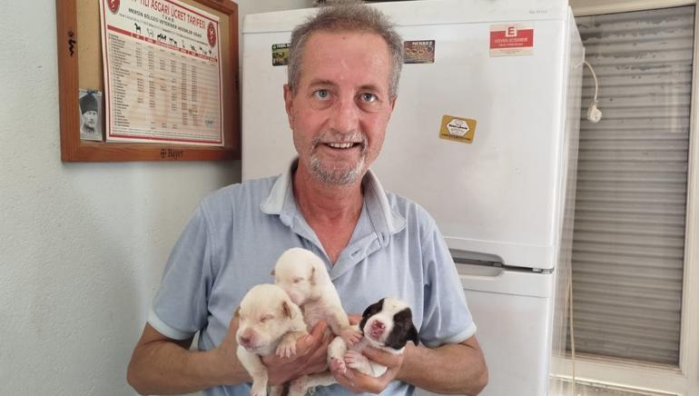 Çatal burun köpeği