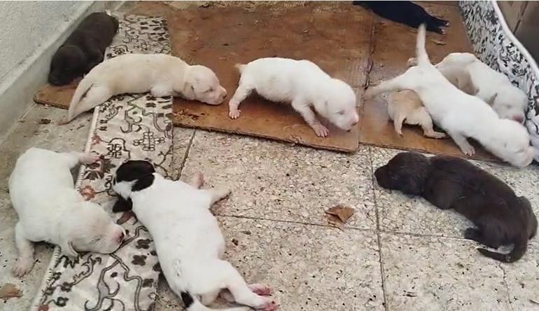 Köpek ve yavruları