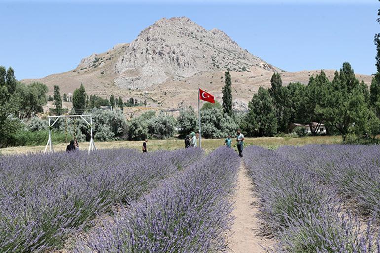 Lavanta Hasadı