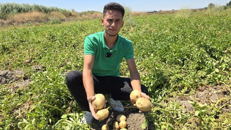Patates Hasadı