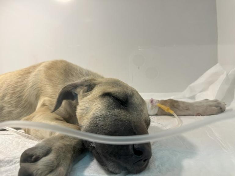 Klinikteki Yavru Köpek