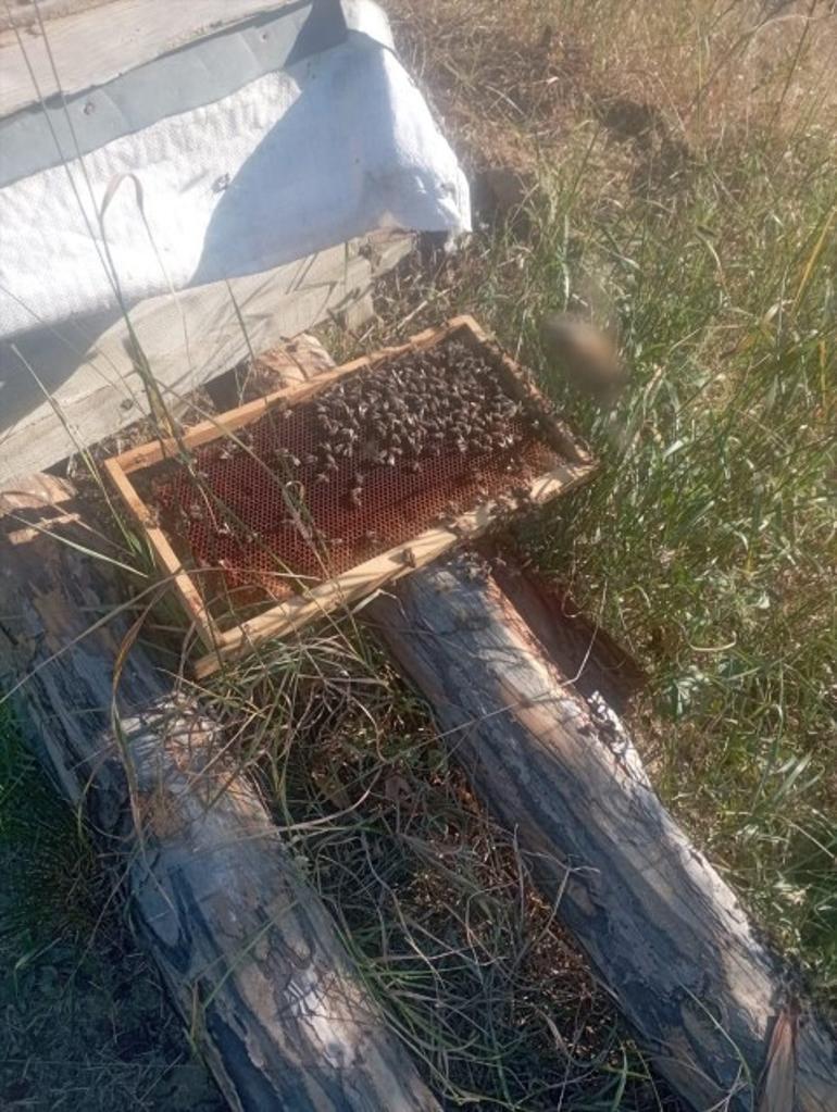 Arıcılıkla geçinenler yardım bekliyor.
