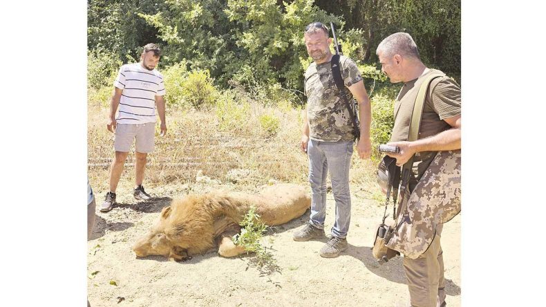 Antalya’da ‘Zeus’ paniği… Kaçan aslanı avcılar vurdu