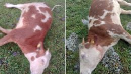 Ardahan’da Şaşırtan Olay! Yıldırım Düşmesi Sonucu 5 Büyükbaş Hayvan Hayatını Kaybetti