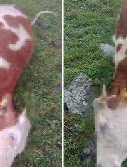 Ardahan’da Şaşırtan Olay! Yıldırım Düşmesi Sonucu 5 Büyükbaş Hayvan Hayatını Kaybetti