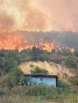 Artan Sıcaklar Ormanlar İçin Hâlâ Tehdit