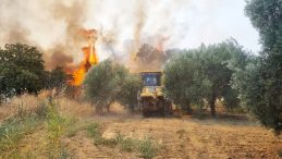 Aydın ve Muğla’da Çıkan Yangınlarla Mücadele Devam Ediyor