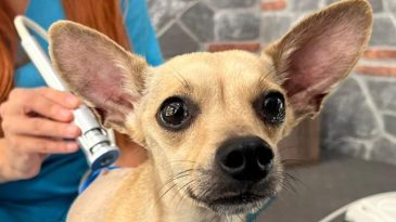 Ayrılan Nişanlı &Ccedil;ift, Tedavi G&ouml;ren K&ouml;pekleri 'Lucky'yi Terk Etti