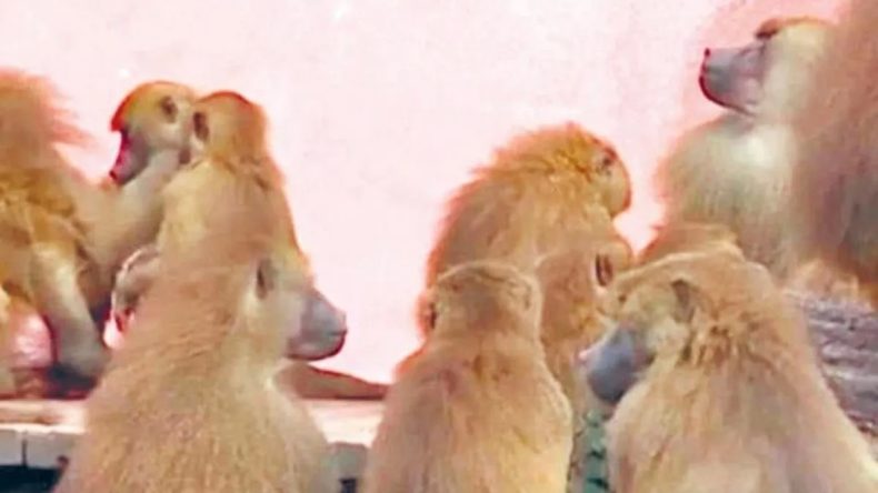 Babunları Katledip Yırtıcılara Yem Olarak Verdiler