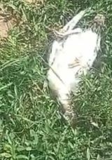 Başı Boş K&ouml;peklerin Sebep Olduğu Kayıplar! K&uuml;mes Hayvanları Telef Oldu
