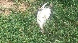 Başı Boş Köpeklerin Sebep Olduğu Kayıplar! Kümes Hayvanları Telef Oldu