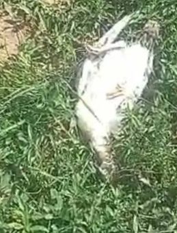 Başı Boş Köpeklerin Sebep Olduğu Kayıplar! Kümes Hayvanları Telef Oldu