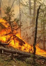 Beş İlde Orman Yangını: Alevlerle M&uuml;cadele Devam Ediyor!