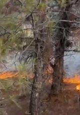 Besni&rsquo;de Ormanlık Alanda Korkutan Yangın