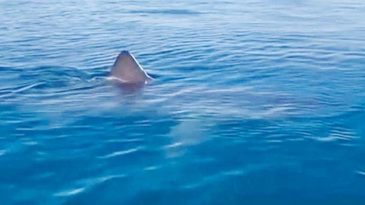 Bizim Jaws&rsquo;lar ısırmaz