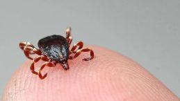 Bolu'da Kene Isırması Sonrası Kadın Hayatını Kaybetti