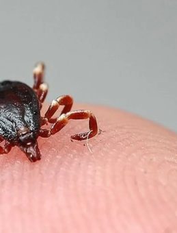 Bolu'da Kene Isırması Sonrası Kadın Hayatını Kaybetti
