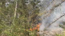 Bolu'daki Orman Yangını Mudurnu İlçesinde Kontrol Altına Alındı