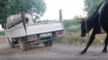 Bursa'da &Uuml;z&uuml;c&uuml; Bir Olay! İneği Kamyonetin Arkasında S&uuml;r&uuml;klediler