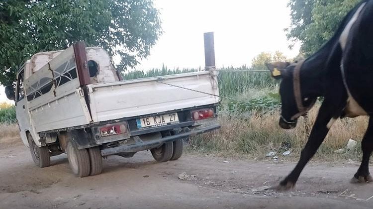 Bursa'da Üzücü Bir Olay! İneği Kamyonetin Arkasında Sürüklediler