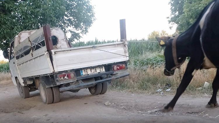 Bursa'da Üzücü Bir Olay! İneği Kamyonetin Arkasında Sürüklediler