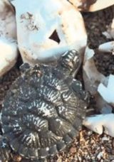 Caretta Carettalar Sahile &Ccedil;ıkıyor