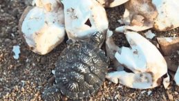 Caretta Carettalar Sahile Çıkıyor