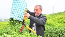 Çay'da Günlük Alımlar Kapasiteyi Aştı