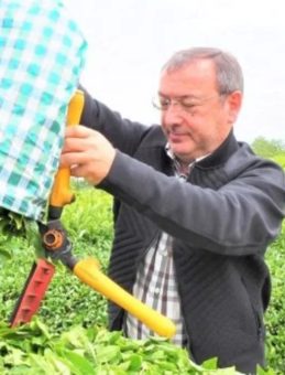 Çay'da Günlük Alımlar Kapasiteyi Aştı
