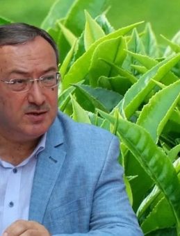 Çaykur Rekolteye Ulaşıyor