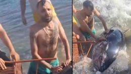 Çeşme'de Kıyıya Vuran Orkinoslar İçin Yetkililer Harekete Geçti