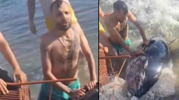&Ccedil;eşme'de Kıyıya Vuran Orkinoslar İ&ccedil;in Yetkililer Harekete Ge&ccedil;ti